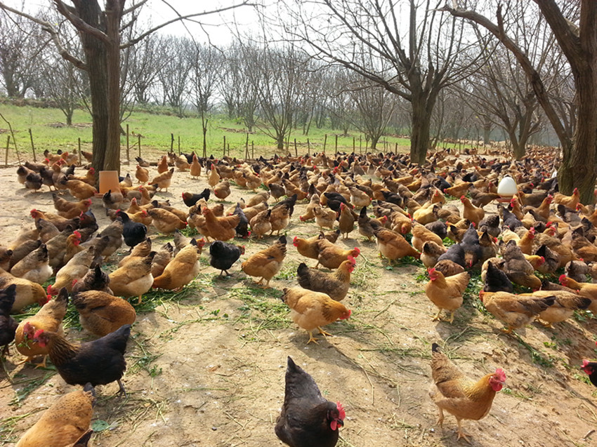 一例土雞呼吸型傳支的診治與防控體會